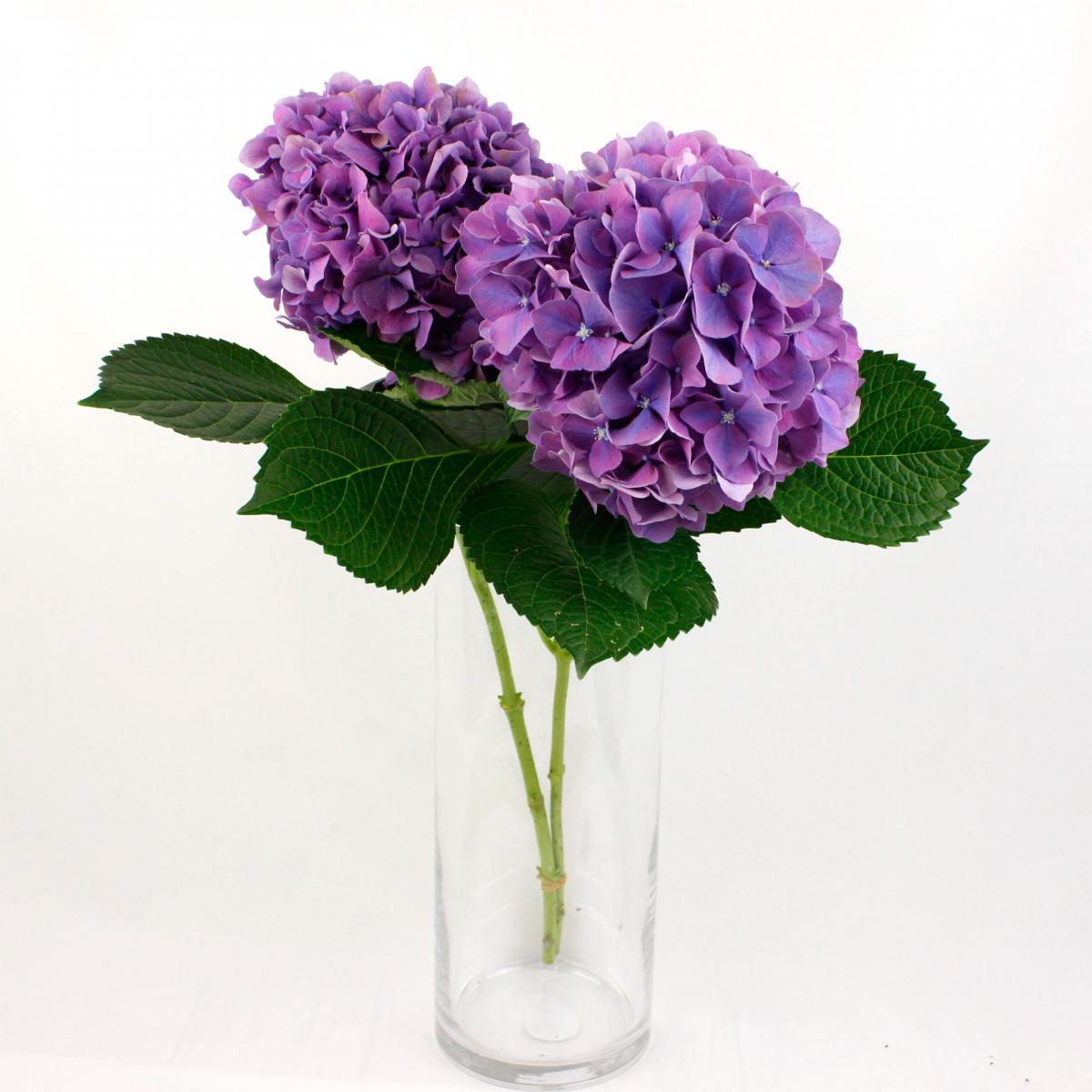 生花 青木園芸さんのフレッシュアジサイ パープル系 中サイズ 通販 はなどんやアソシエ 生花 青木園芸さんのフレッシュアジサイ パープル系 中サイズ 通販 はなどんやアソシエ