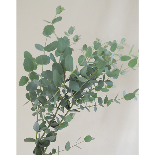 生花】グニユーカリ 20〜30センチ茨城県 萩島園芸【IT】 - 花材通販は