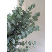 直前!!】ユーカリ シレネア 70cm【生花】 - 花材通販はなどんやアソシエ