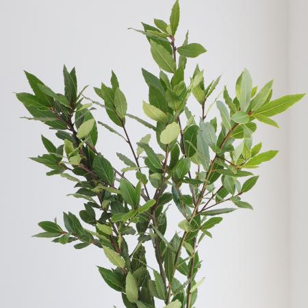 【08直前!】月桂樹(ローリエ)100cm程度　秀L　とぴあ浜松