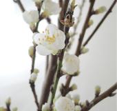 08直前】白桃(白い花の花桃)群馬県100cm - 花材通販はなどんやアソシエ