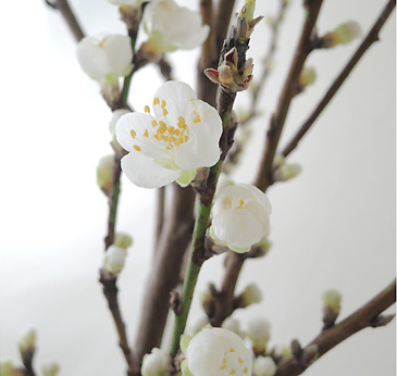 【08直前】花桃〔白〕80センチ〜100センチ程度　【FJ】【生花】