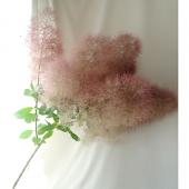 生花】スモークツリー ファー2ピンク120(※100cmにカット) 星野さん【早