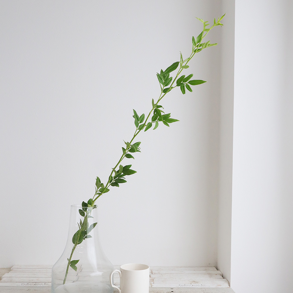 直前 ソケイ 一年もの 枝分かれなし 80cm程度 生花 通販 はなどんやアソシエ 直前 ソケイ 一年もの 枝分かれなし 80cm程度 生花 通販 はなどんやアソシエ