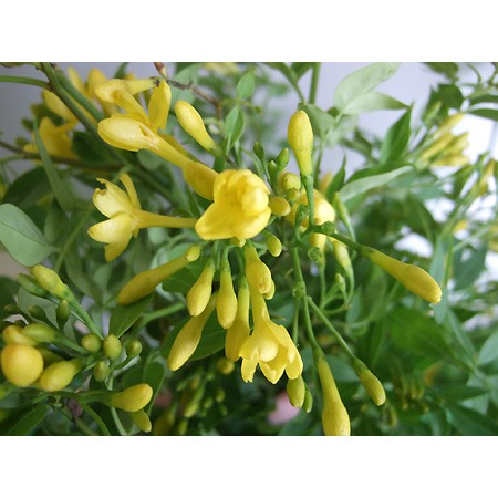 生花 ソケイ 一年もの 枝分かれなし It 80cm程度 通販 はなどんやアソシエ 生花 ソケイ 一年もの 枝分かれなし It 80cm程度 通販 はなどんやアソシエ