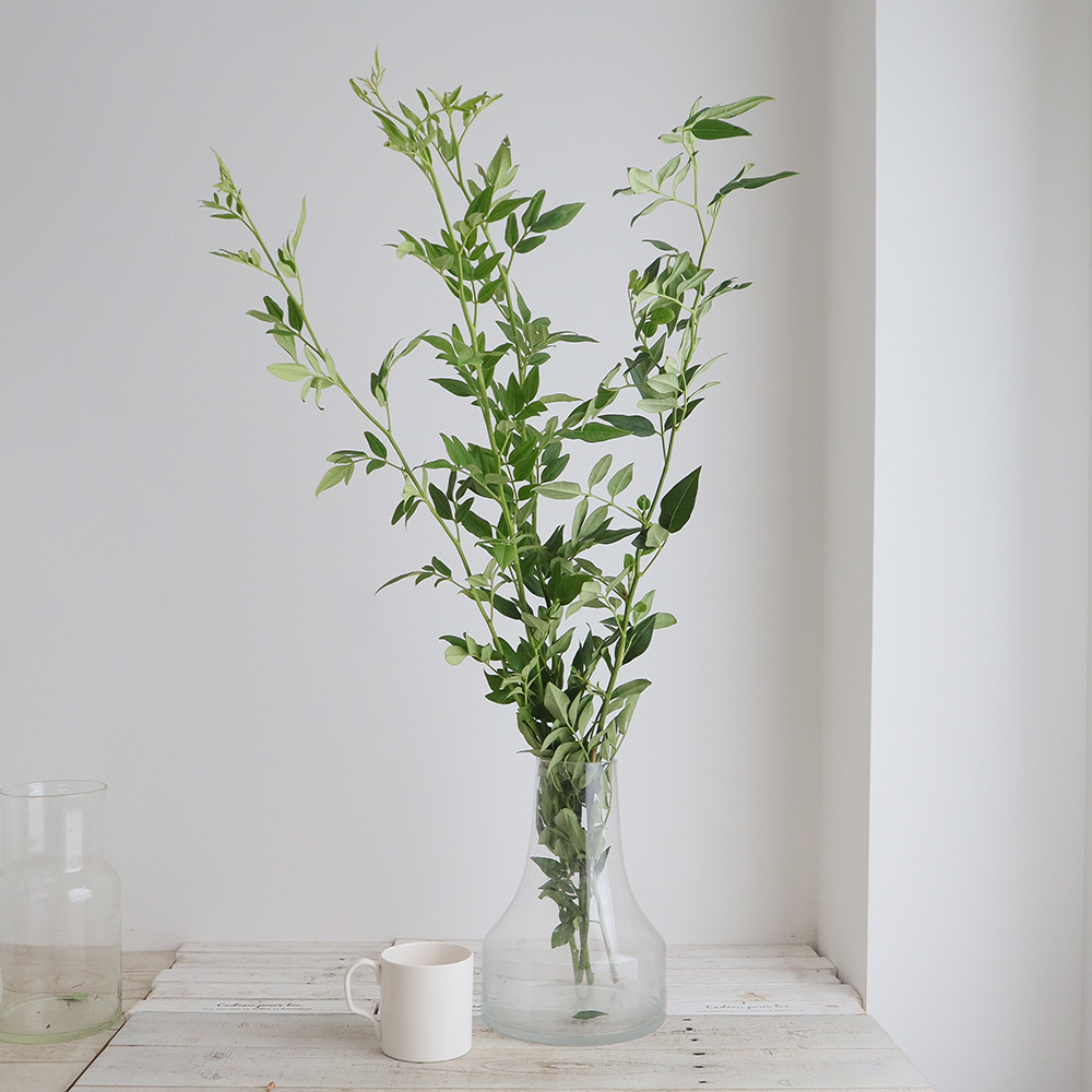 直前 ソケイ 一年もの 枝分かれなし 80cm程度 生花 通販 はなどんやアソシエ 直前 ソケイ 一年もの 枝分かれなし 80cm程度 生花 通販 はなどんやアソシエ