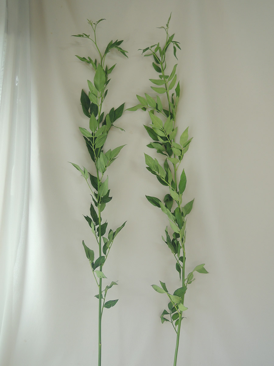 直前 ソケイ 一年もの 枝分かれなし 80cm程度 生花 通販 はなどんやアソシエ 直前 ソケイ 一年もの 枝分かれなし 80cm程度 生花 通販 はなどんやアソシエ