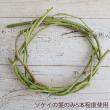 【生花】ソケイ(一年もの・枝分かれなし)【OR-63】80cm程度