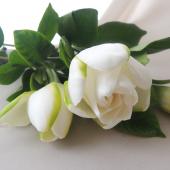 Spot【直前0605】大島のクチナシ(ガーデニア)20cm程度 - 花材通販は