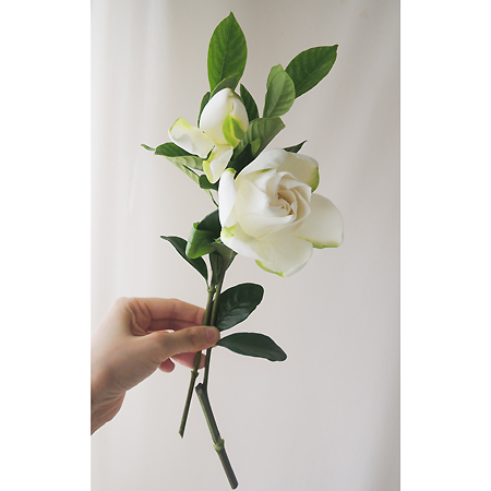 Spot 直前0605 大島のクチナシ ガーデニア cm程度 通販 はなどんやアソシエ