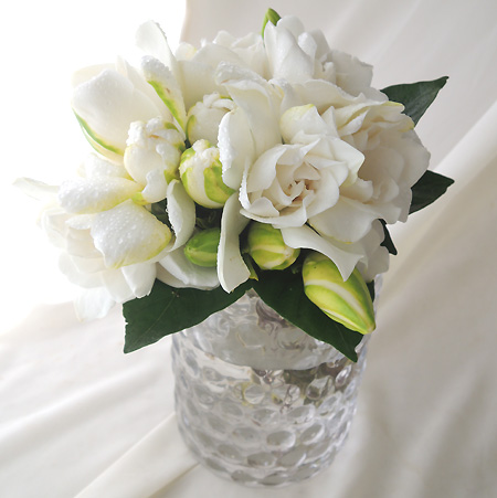 Spot 直前0605 大島のクチナシ ガーデニア cm程度 通販 はなどんやアソシエ