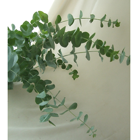 生花 長崎県いきりきのユーカリ 銀世界 50 60cm 木金お届けなし 早締切 通販 はなどんやアソシエ