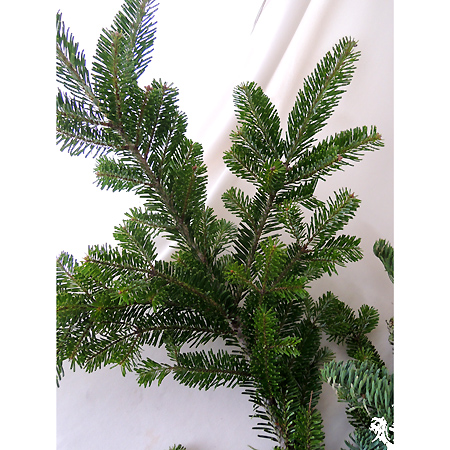 生花】国産モミ枝 (約60〜80cm)山梨県 本庄さん【FJ】※毎週月曜日入荷