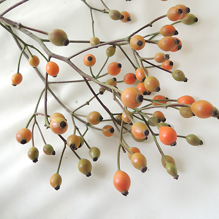 Spot【直前1012】【生花】星野さんのローズヒップ マジカルローズ