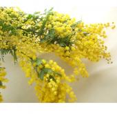 ご予約終了致しました。問合せ専用ページ　　✿ミモザアカシア 生花 フレッシュ☘ 卒業式にお世話になった先生へ 感謝の気持ちを込めて𓍲 𓍱 ֒