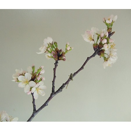 生花 桜 品種おまかせ 通販 はなどんやアソシエ 生花 桜 品種おまかせ 通販 はなどんやアソシエ