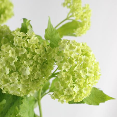 【生花】国産ビバーナムスノーボール　2ヘッド・70cm程度　【OT】※木金届少