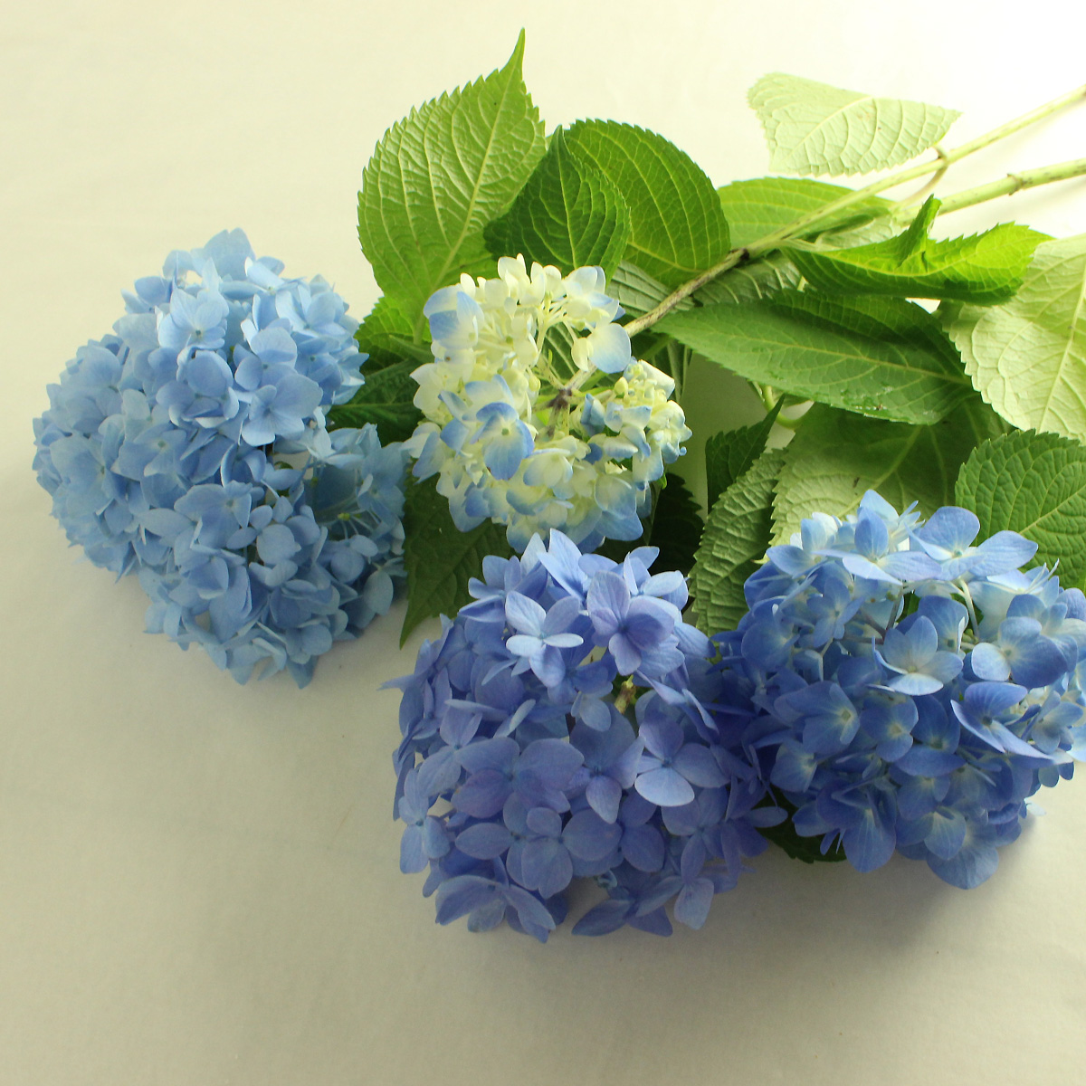 お任せ黄色半幅帯つき◆高級変わり織◆涼し蒼青紫陽花(あじさい)の薄墨浴衣◆ ◇高級変わり織◇涼し蒼青紫陽花(あじさい) の薄墨浴衣◇人気