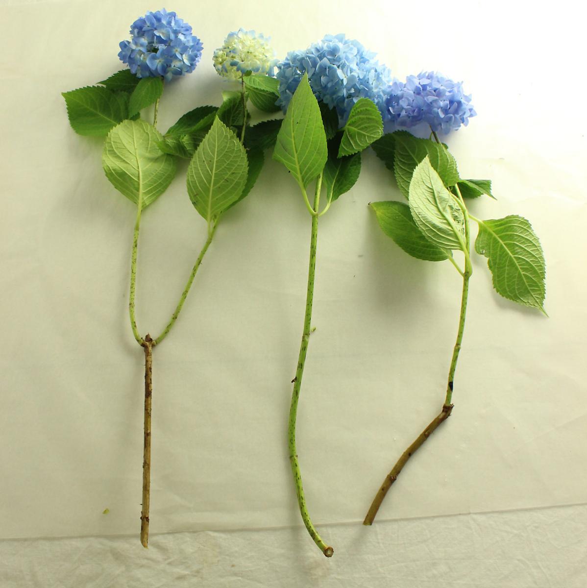 直前 アジサイ 青 50cm 埼玉県 富田園など 生花 通販 はなどんやアソシエ 直前 アジサイ 青 50cm 埼玉県 富田園など 生花 通販 はなどんやアソシエ