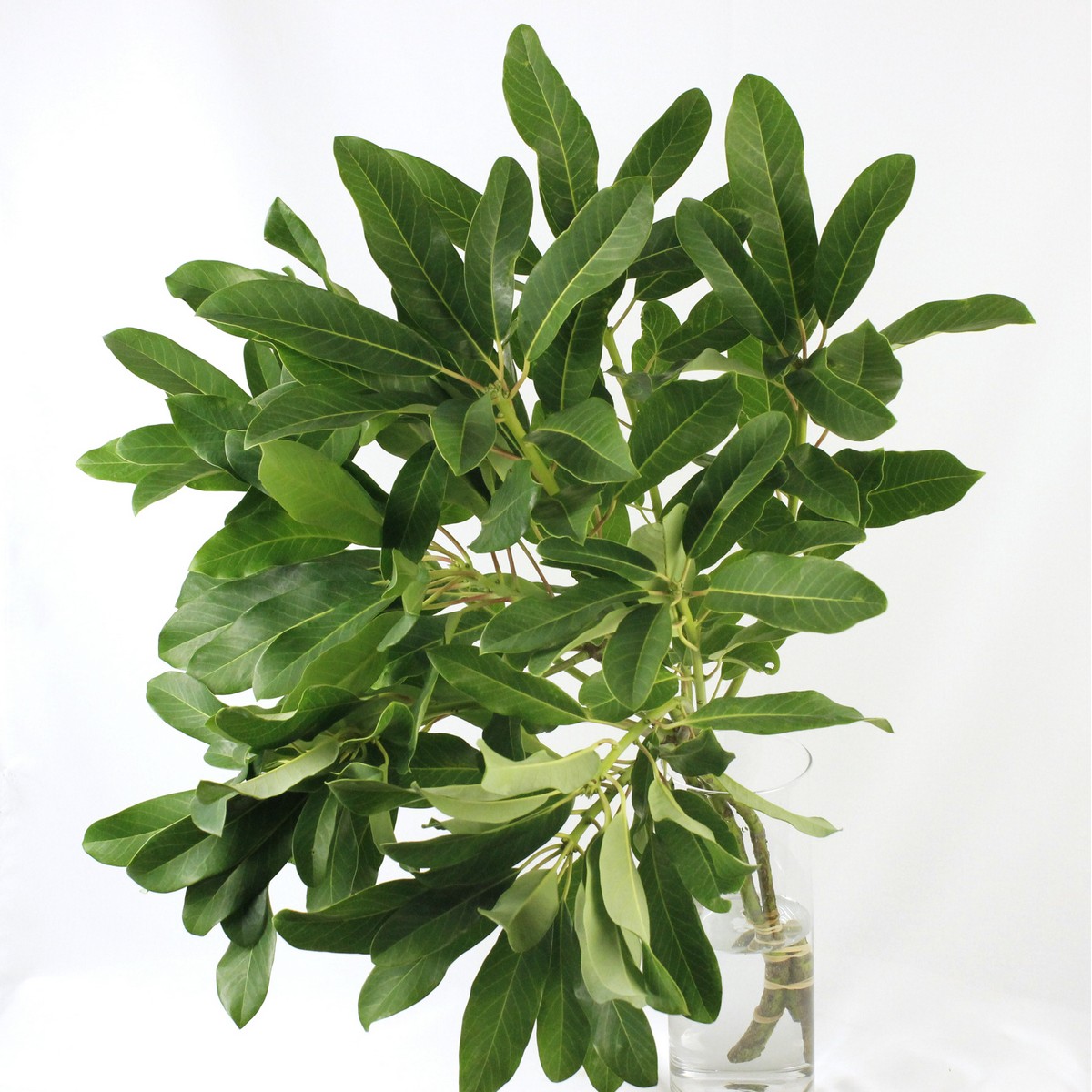 直前!!!】星野さんのユズリハ(枝もの)【生花】 - 花材通販はなどんや