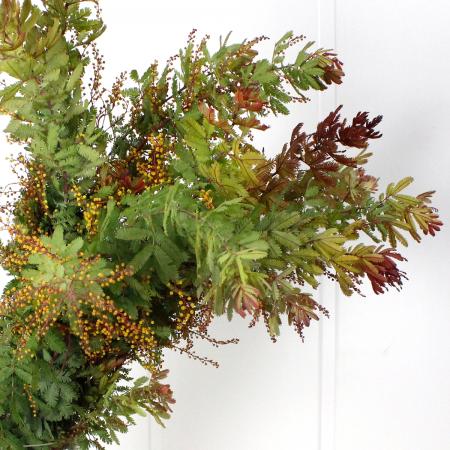 直前】赤葉アカシア 60cm(スジ・枝分かれなし) - 花材通販はなどんや