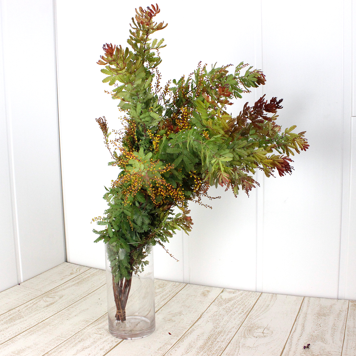 直前】赤葉アカシア 60cm(スジ・枝分かれなし) - 花材通販はなどんや