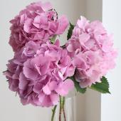 生花】前林園芸フレッシュアジサイ ライトピンク系(L-2L)【早