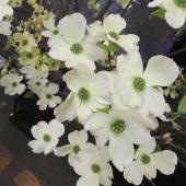 生花】ハナミズキ(白) - 花材通販はなどんやアソシエ