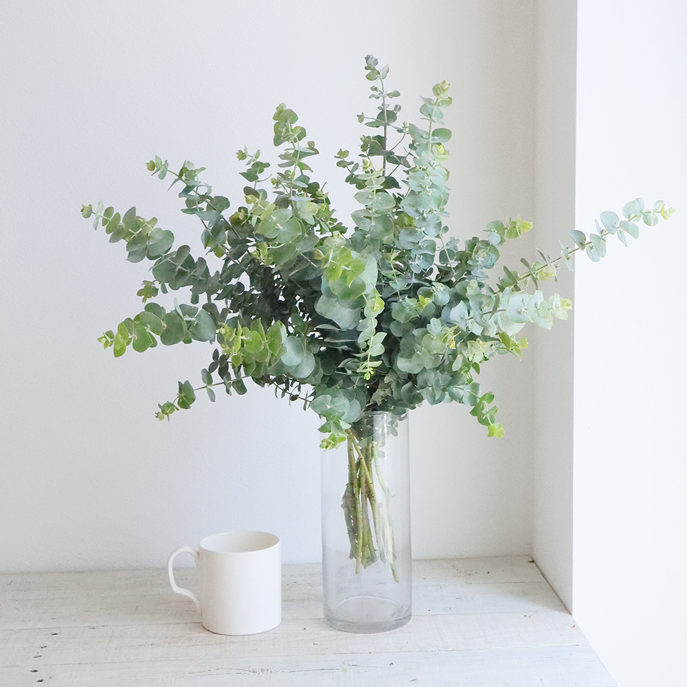 生花 ユーカリ ベイビーブルー 60cm程度 宮崎県国富事業本部 Fj 通販 はなどんやアソシエ 生花 ユーカリ ベイビーブルー 60cm程度 宮崎県国富事業本部 Fj 通販 はなどんやアソシエ