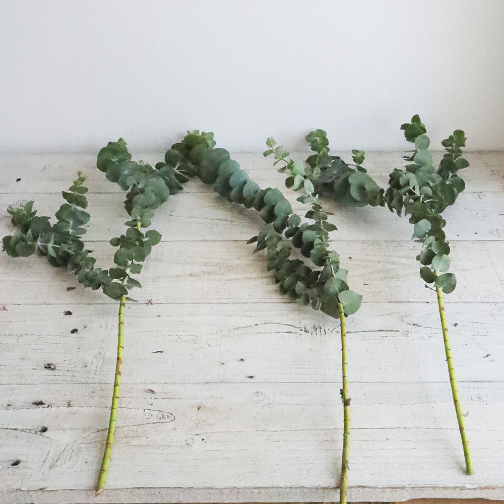 生花 ユーカリ ベイビーブルー 60cm程度 宮崎県国富事業本部 Fj 通販 はなどんやアソシエ 生花 ユーカリ ベイビーブルー 60cm程度 宮崎県国富事業本部 Fj 通販 はなどんやアソシエ