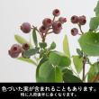 【生花】ロングブルーベリー 8-90cm程度 しきしま赤城【OT】
