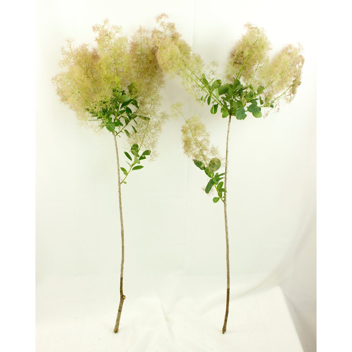 生花】スモークツリー 品種おまかせ(ヤングレディーなど)100cm程度
