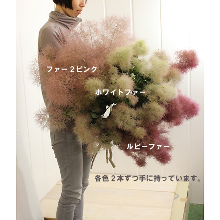 直前】スモークツリー ルビーファー 秀70cm 津軽みらい農協【生花