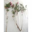 【直前0601!】長作園の花金宝(ブラシノキ・石川金宝)花色ピンク系70cm