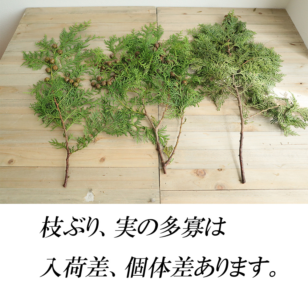 生花 磯部さんのヒノキ 実つき枝 50cm程度 通販 はなどんやアソシエ 生花 磯部さんのヒノキ 実つき枝 50cm程度 通販 はなどんやアソシエ