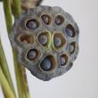 【生花】蓮の実(蓮台)柴田花木園ほか　70cm程度※商品説明をお読みください。※木金届けなし【OT】