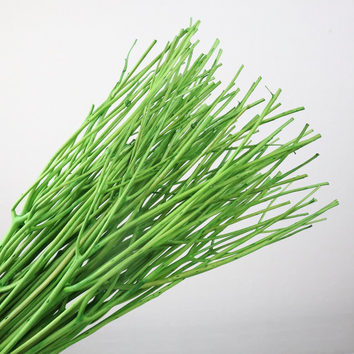 生花/予約】【ドライ】京友禅染みつまた(鶯) 先端部分 【ネパ】 - 花材