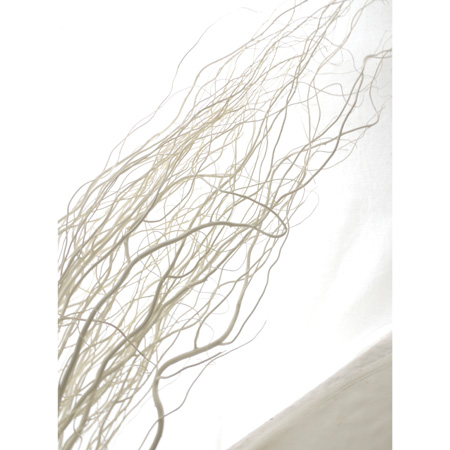 ドライ】J・flow/晒し雲竜柳(白) 100cm程度 束約5本 - 花材通販はなど