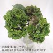 【生花】安間バラ園のアジサイ　フレッシュグリーン