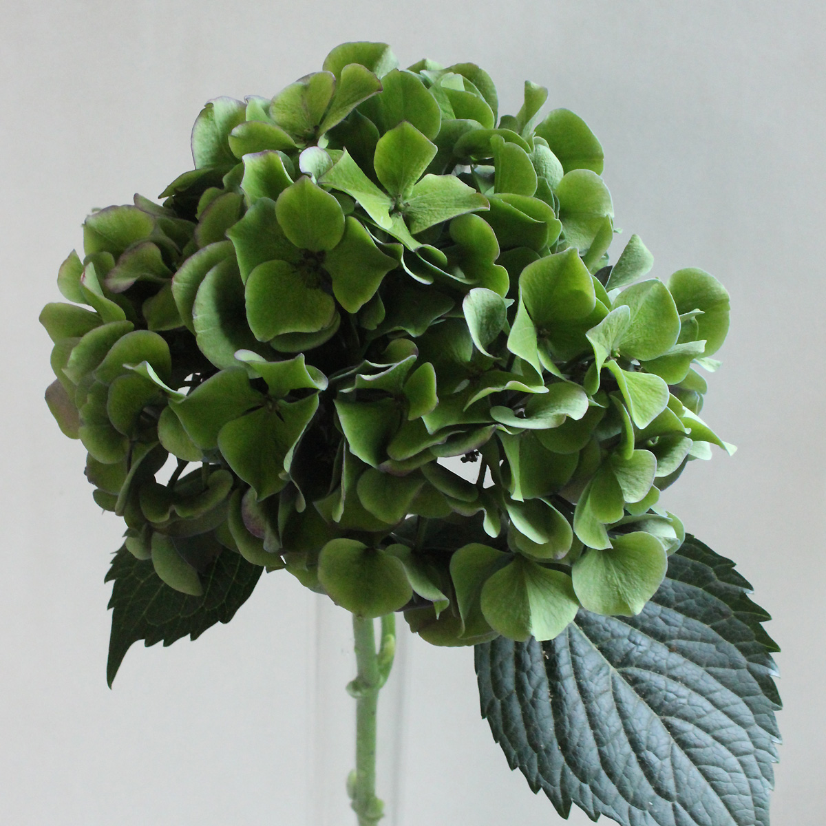 生花 安間バラ園のアジサイ アンティークグリーン 濃いグリーン 50センチ 通販 はなどんやアソシエ 生花 安間バラ園のアジサイ アンティークグリーン 濃いグリーン 50センチ 通販 はなどんやアソシエ