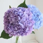 【生花】鈴野バラ園　フレッシュアジサイ（ブルー～ラベンダー系） 40CM-【FJ】