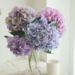 【直前】【生花】佐藤バラ園　フレッシュアジサイ(ブルー〜ラベンダー系) 40CM-【FJ】