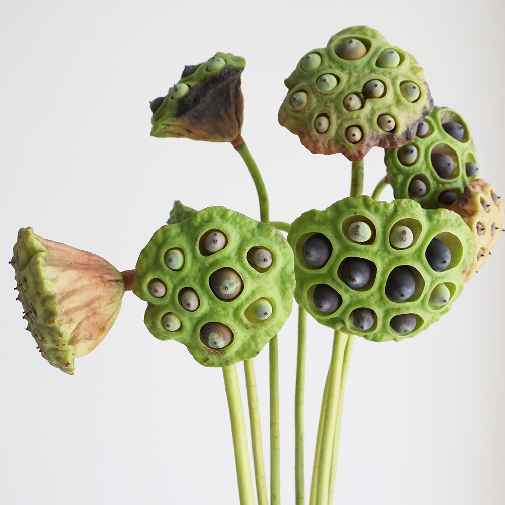 08直前!/】半枯れ蓮の実(蓮台) 柴田花木園 70cm【生花】 - 花材通販は