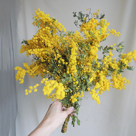 生花 長作園さんの豆葉ミモザアカシア 50cm 入荷極少 欠品の可能性あり 通販 はなどんやアソシエ 生花 長作園さんの豆葉ミモザアカシア 50cm 入荷極少 欠品の可能性あり 通販 はなどんやアソシエ