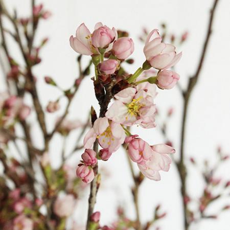 【08直前】ひより桜　Sサイズ　丸福清花園　【生花】