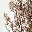 【08直前】ひより桜　Sサイズ　丸福清花園　【生花】