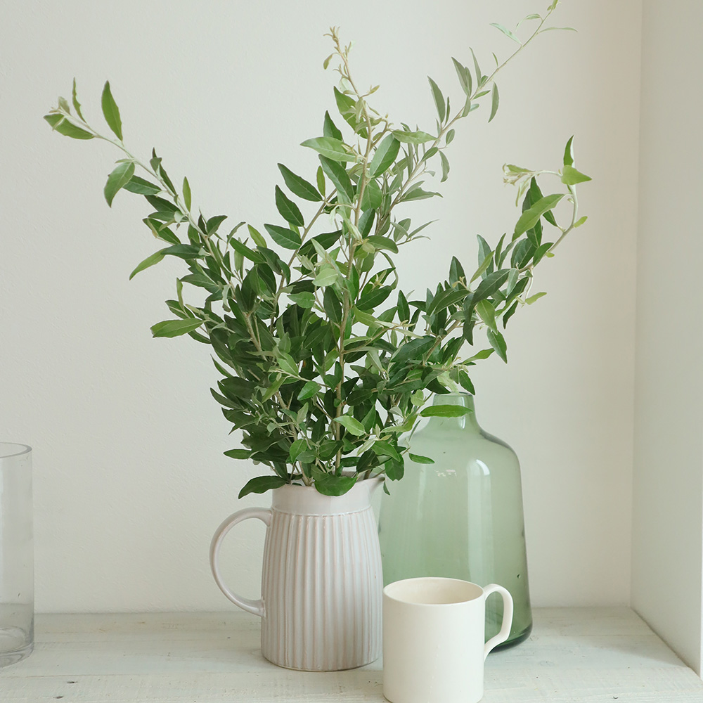 生花 ロシアンオリーブ 50cm程度 Ot 商品説明お読みください 通販 はなどんやアソシエ 生花 ロシアンオリーブ 50cm程度 Ot 商品説明お読みください 通販 はなどんやアソシエ