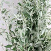 【生花】ロングサイズ　ロシアンオリーブ　80-90cm程度【OT】