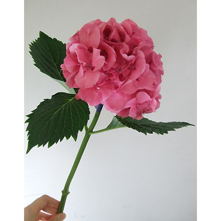 生花 青木園芸さんのアジサイ 濃いピンク系 アルプスなど 中サイズ 通販 はなどんやアソシエ 生花 青木園芸さんのアジサイ 濃いピンク系 アルプスなど 中サイズ 通販 はなどんやアソシエ