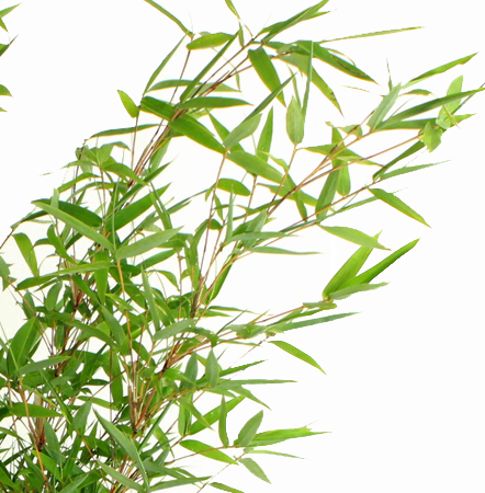 【生花/予約】七夕金明笹(竹笹)100cm丸福清花園【OT】◆　7/4-5届け日限定